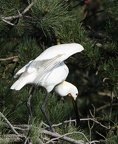 Spatule blanche Platalea leucorodia - Eurasian Spoonbill