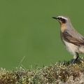 Traquet motteux Oenanthe oenanthe - Northern Wheatear