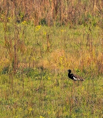 Outarde du Bengale Houbaropsis bengalensis - Bengal Florican