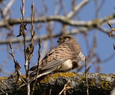 Faucon crécerelle Falco tinnunculus - Common Kestrel