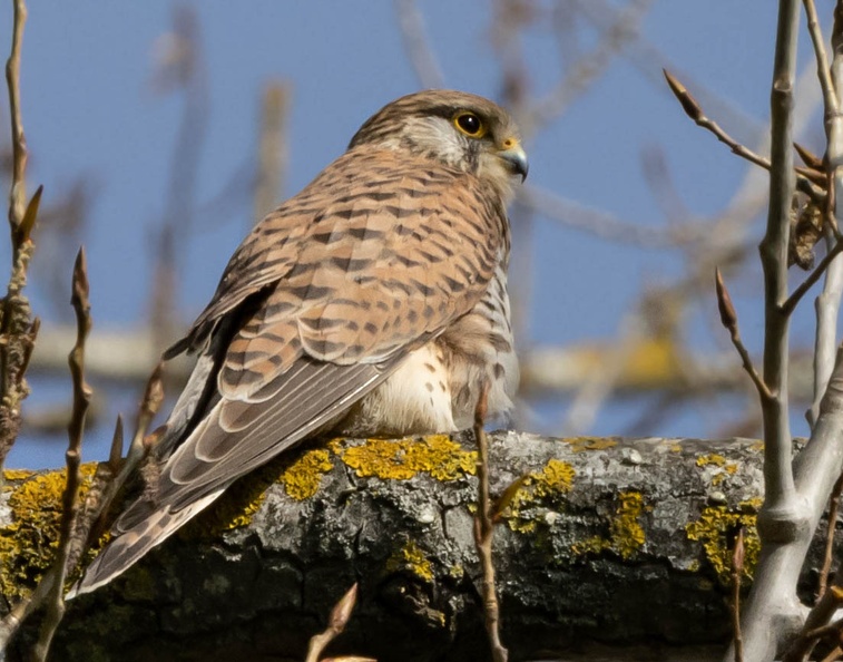 Faucon crécerelle Falco tinnunculus - Common Kestrel