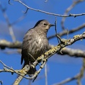 Étourneau sansonnet Sturnus vulgaris - Common Starling (juvénile)