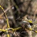  Pinson des arbres Fringilla coelebs - Common Chaffinch