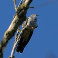 Coucou gris Cuculus canorus - Common Cuckoo
