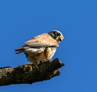 Faucon crécerelle Falco tinnunculus - Common Kestrel (male)