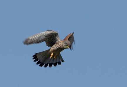 Faucon crécerelle Falco tinnunculus - Common Kestrel (male)