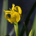 iris des marais