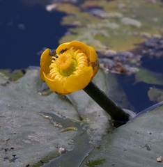 jaunet d'eau - nénuphar jaune (nuphar lutea)