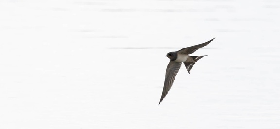 Hirondelle rustique Hirundo rustica - Barn Swallow