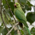 Perruche à collier Psittacula krameri - Rose-ringed Parakeet