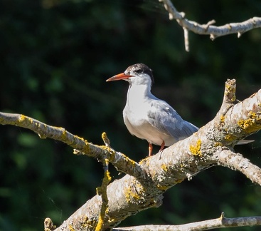 Sterne pierregarin Sterna hirundo - Common Tern