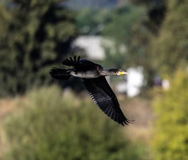  Grand Cormoran Phalacrocorax carbo - Great Cormorant