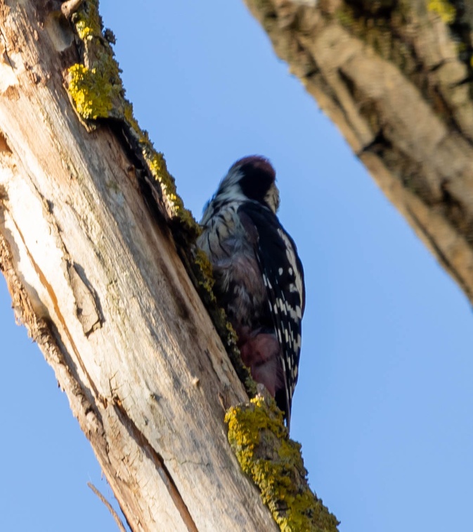 Pic mar Dendrocoptes medius - Middle Spotted Woodpecker