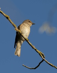 Gobemouche gris Muscicapa striata - Spotted Flycatcher
