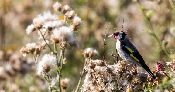 Chardonneret élégant Carduelis carduelis - European Goldfinch