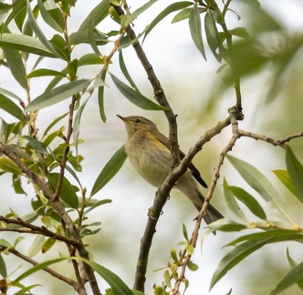  Pouillot fitis Phylloscopus trochilus - Willow Warbler