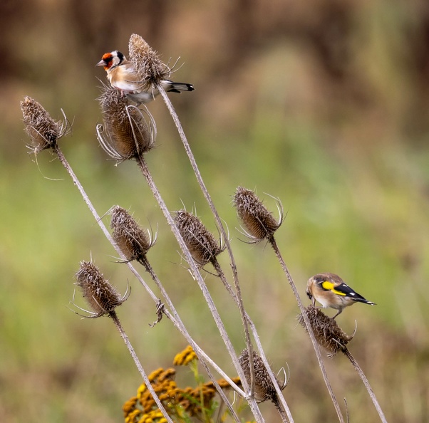 Chardonneret élégant Carduelis carduelis - European Goldfinch