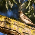 Fauvette des jardins Sylvia borin - Garden Warbler
