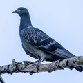 Pigeon biset Columba livia - Rock Dove (juvénile)