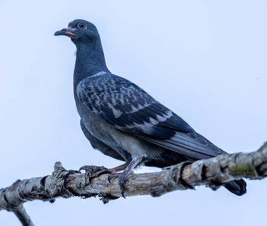 Pigeon biset Columba livia - Rock Dove (juvénile)