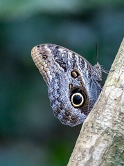 papillon hibou Owl butterfly (Caligo sp.)