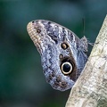 papillon hibou Owl butterfly 