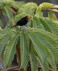 Tangara à huppe ignée Loriotus cristatus - Flame-crested Tanager