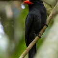 Barbacou unicolore Monasa nigrifrons - Black-fronted Nunbird