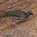 colpa :  Ortalide maillée - Ortalis guttata Speckled Chachalaca