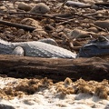 caïman blanc (Caiman crocodilus)