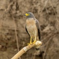 Buse à gros bec Rupornis magnirostris - Roadside Hawk