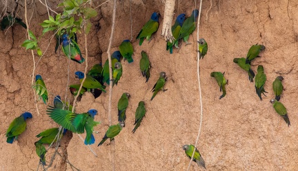 colpa sur la rivière  tambopata : Conure de Weddell Aratinga weddellii - Dusky-headed Parakeet et  Pione à tête bleue Pionus menstruus - Blue-headed Parrot