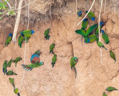 colpa sur la rivière  tambopata : Conure de Weddell Aratinga weddellii - Dusky-headed Parakeet   et   Ara vert Ara severus - Chestnut-fronted Macaw et  Pione à tête bleue Pionus menstruus - Blue-headed Parrot