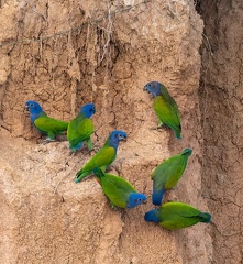 colpa sur la rivière  tambopata : Pione à tête bleue Pionus menstruus - Blue-headed Parrot