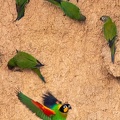 colpa sur la rivière  tambopata :  Conure de Weddell Aratinga weddellii - Dusky-headed Parakeet   et   Caïque de Barraband Pyrilia barrabandi - Orange-cheeked Parrot