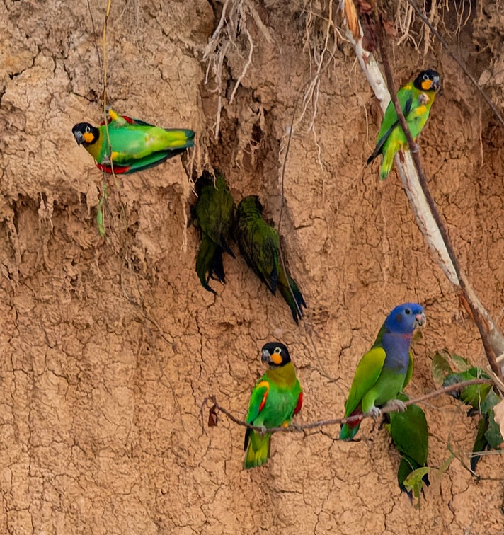 colpa sur la rivière  tambopata : Caïque de Barraband Pyrilia barrabandi - Orange-cheeked Parrot,  Pione à tête bleue Pionus menstruus - Blue-headed Parrot  et Ara macavouanne Orthopsittaca manilatus - Red-bellied Macaw