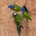 colpa sur la rivière  tambopata :  Pione à tête bleue Pionus menstruus - Blue-headed Parrotet  et  Ara vert Ara severus - Chestnut-fronted Macaw