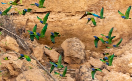 départ de la colpa sur la rivière  tambopata : Ara vert Ara severus - Chestnut-fronted Macaw et Pione à tête bleue Pionus menstruus - Blue-headed Parrot