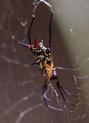 Micrathena araignée