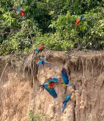 colpa sur la rivière  tambopata : Ara chloroptère Ara chloropterus - Red-and-green Macaw et Ara bleu Ara ararauna - Blue-and-yellow Macaw