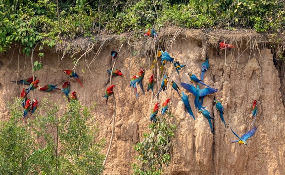 colpa sur la rivière  tambopata : Ara chloroptère Ara chloropterus - Red-and-green Macaw et Ara bleu Ara ararauna - Blue-and-yellow Macaw et Ara rouge Ara macao - Scarlet Macaw