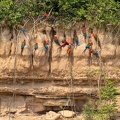 colpa sur la rivière  tambopata : Ara chloroptère Ara chloropterus - Red-and-green Macaw et Ara rouge Ara macao - Scarlet Macaw