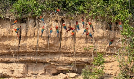 colpa sur la rivière  tambopata : Ara chloroptère Ara chloropterus - Red-and-green Macaw et Ara rouge Ara macao - Scarlet Macaw