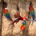 colpa sur la rivière  tambopata : Ara chloroptère Ara chloropterus - Red-and-green Macaw  et  Ara rouge Ara macao - Scarlet Macaw