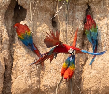 colpa sur la rivière  tambopata : Ara chloroptère Ara chloropterus - Red-and-green Macaw  et  Ara rouge Ara macao - Scarlet Macaw