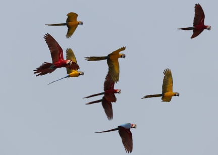 envol de la colpa sur la rivière  tambopata : Ara chloroptère Ara chloropterus - Red-and-green Macaw et Ara bleu Ara ararauna - Blue-and-yellow Macaw