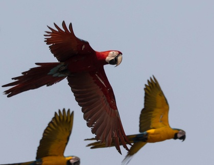 envol de la colpa sur la rivière  tambopata : Ara chloroptère Ara chloropterus - Red-and-green Macaw et Ara bleu Ara ararauna - Blue-and-yellow Macaw
