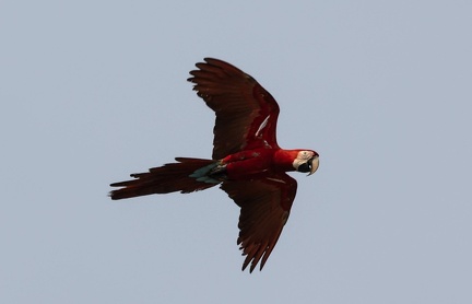 envol de colpa sur la rivière  tambopata : Ara chloroptère Ara chloropterus - Red-and-green Macaw