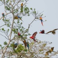 Ara chloroptère Ara chloropterus - Red-and-green Macaw et Ara bleu Ara ararauna - Blue-and-yellow Macaw et  Ara rouge Ara macao - Scarlet Macaw