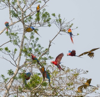 Ara chloroptère Ara chloropterus - Red-and-green Macaw et Ara bleu Ara ararauna - Blue-and-yellow Macaw et  Ara rouge Ara macao - Scarlet Macaw